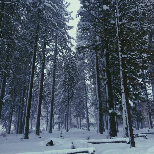 The Rossman Ensemble