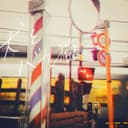 Dogs and Stupid Cats