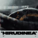 Hirudinea