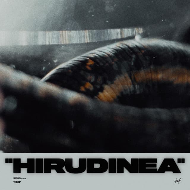 Hirudinea